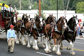 Got a spare two grand? Invite the Clydesdales to your birthday party! - Image source