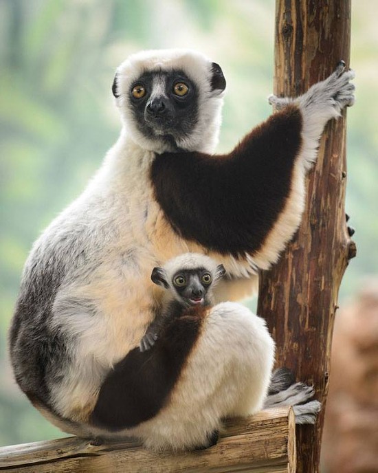 Baby Sifaka, the Lemur that Dances, Born at St. Louis Zoo