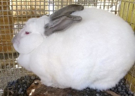 Rabbits on Muessemeyer's property were housed in cages steeped in feces, says the Humane Society. - HSMO