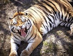 The U. City Tiger - flickr.com/photos/mohistory