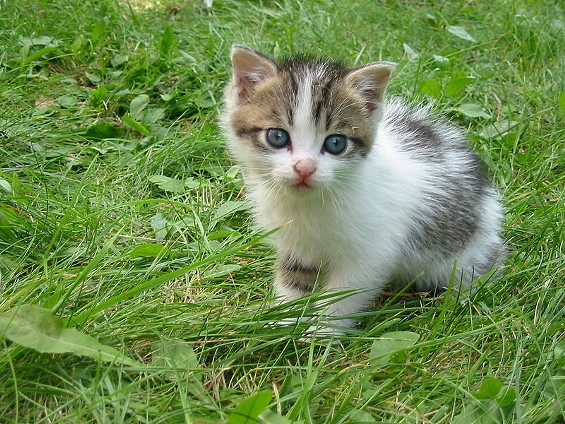 This is not the kitten who died, but it was probably just as adorable. - Krzysztof P. Jasiutowicz/Wikimedia