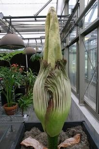 Behold your nose. The UMSL corpse flower!
