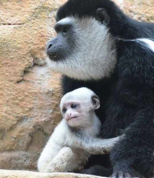 Monkeys at the Saint Louis Zoo Primate House. - Photo by Robin Winkelman/ Saint Louis Zoo
