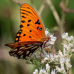 A gulf fritillary butterfly.