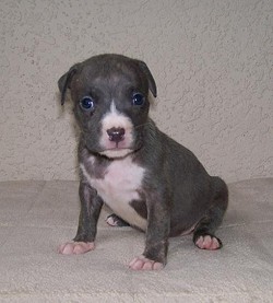 Pit bull pups. So adorable -- today.