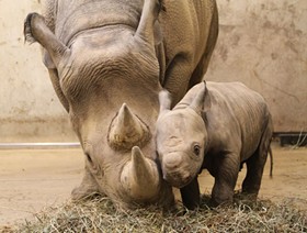 The new rhino calf and his mother, Kati Rain. - image via