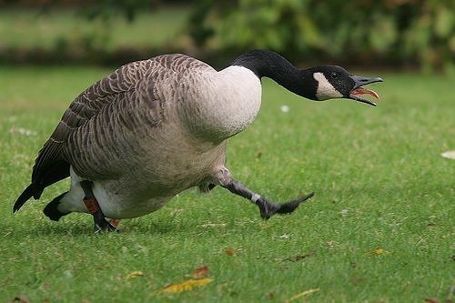 When Canadian Geese attack -- watch out! - via
