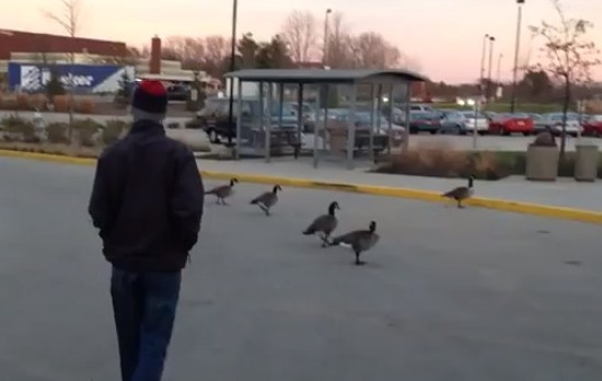 SIUE geese caught on video. - via YouTube
