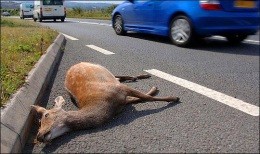 Driver dies trying to avoid dead deer in Imperial - Image via