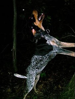 A coon dog in action.