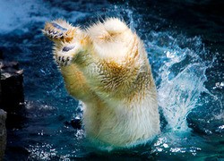 A suspected Madison County meth maker took a polar bear plunge while attempting to elude police - Image via National Geographic