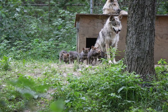 The Arizona wildfires might have the power to impact almost half the population of Mexican gray wolves living in the wild. These one-month-old pups live at the Endangered Wolf Center in Eureka. - Photo courtesy of Regina Mossotti