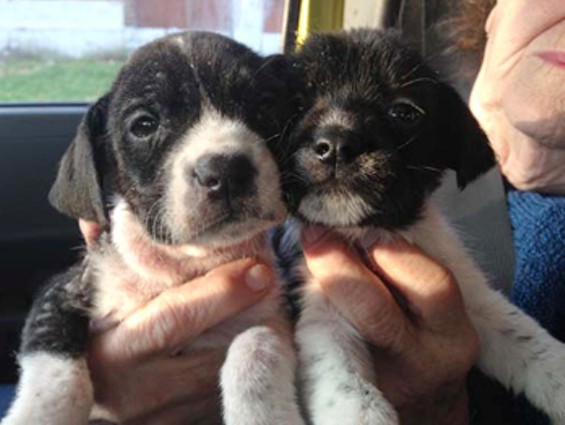 Morgan and Stanley, two black-and-white puppies with severe skin conditions, were rescued by Stray Rescue. - Stray Rescue