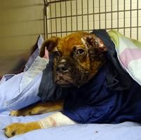 Reward Offered for Dog Found In North St. Louis With Burned-Off Ear