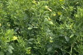 Will Roundup-Ready alfalfa render natural alfalfa extinct? - Image via