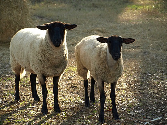 St. Louis May Approve Sheep as Urban Farming Animal; "Better Companions" Than Goats!