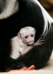 Baby Mosi - Ethan Riepl, St. Louis Zoo