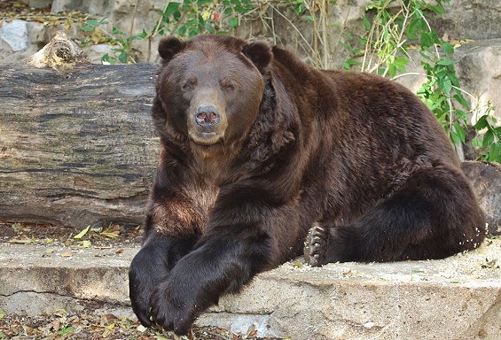 Bert was rescued from Alaska after being orphaned as a cub. - CHRISTOPHER CARTER/SAINT LOUIS ZOO