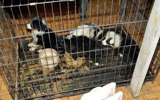 Puppies in a feces-smeared crate at Cloverleaf Kennel in Willow Springs, Missouri. - USDA, via The Humane Society