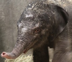 Saint Louis Zoo's new baby girl. - Katie Pilgram/Saint Louis Zoo