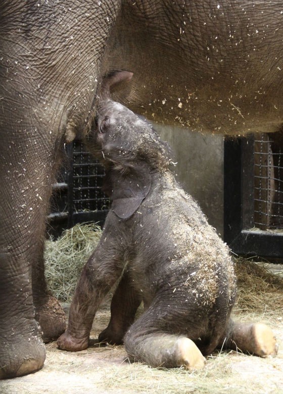 Saint Louis Zoo Announces Birth of 251-Pound Baby Elephant (PHOTOS)