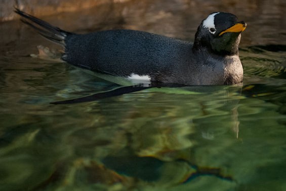 9 Reasons to Celebrate the Grand Re-Opening of Saint Louis Zoo's Penguin & Puffin Coast
