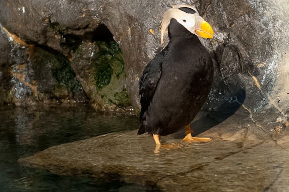 This one is a tufted puffin, fyi.