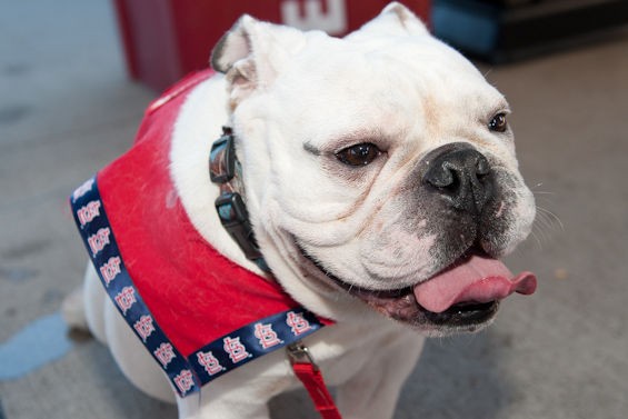 22 St. Louis Dogs That Want to Be the Best Fans in Baseball