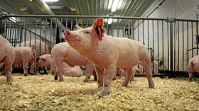 Enviropigs in their barn at the University of Guelph. - image via