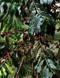 A coffee plant. - Hans Peter Hein, Wikimedia Commons