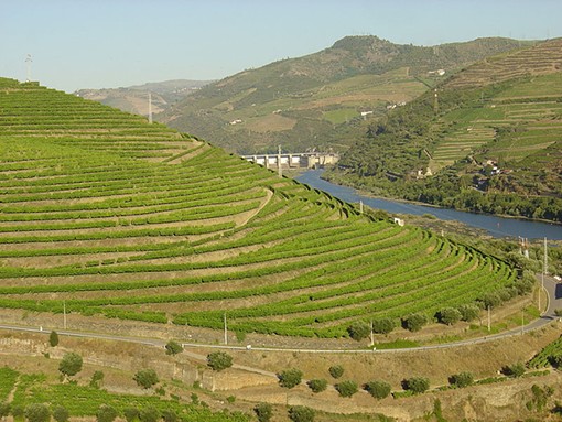 Vineyards in the Douro river valley - USER "HUSOND," WIKIMEDIA COMMONS