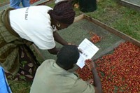 Sorting ripe coffee cherries at a washing station - PHOTO COURTESY SUSTAINABLE HARVEST STAFF