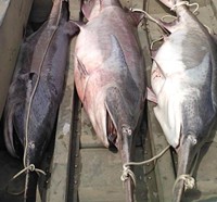 Paddlefish caught during the undercover investigation. - Mo. Dept. of Conservation