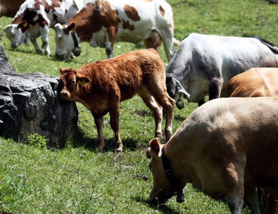 The USDA's Long-Awaited Organic Pasture Access Rule: Only Two Months to Go!