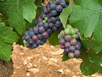 Pinot noir grapes - Olivier Vanp&eacute;, Wikimedia Commons