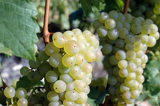 Riesling grapes - KARL BAUER, WIKIMEDIA COMMONS