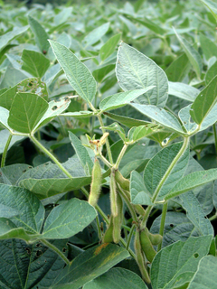 Shape up, Fatty. Scientists are creating a lower-fat soybean. - Wikimedia Commons