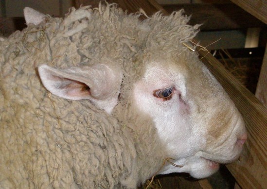 Monroe County Sheep and Craft Festival Celebrates Local Lamb