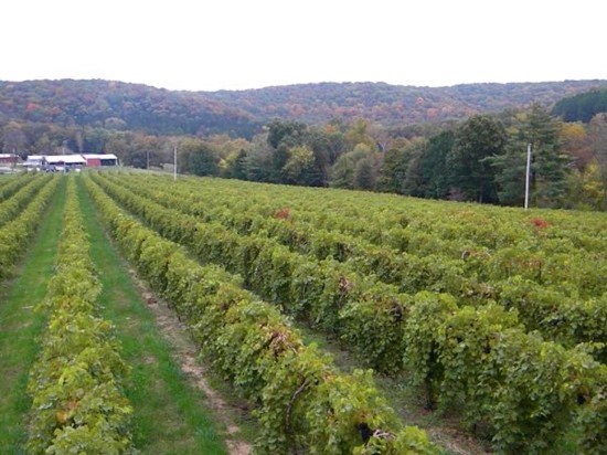 A view of a vineyard at Augusta Winery in Augusta, Missouri - image via
