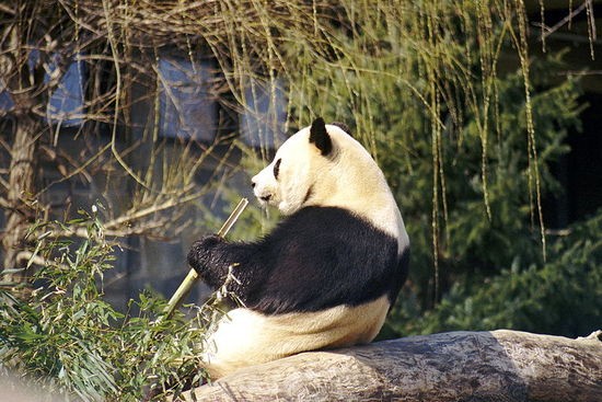 Hey, panda! We have plans for that bamboo when you're done with it. - Image via