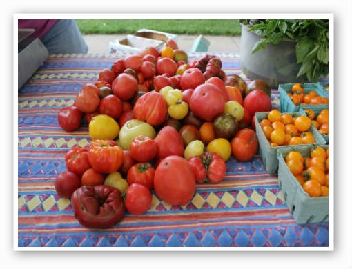 &nbsp;&nbsp;&nbsp;&nbsp;&nbsp;&nbsp;&nbsp; A Gathering of tomatoes. | Pat Kohm