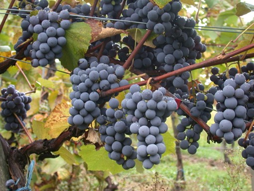 Consider a wine made with gamay grapes for your Thanksgiving feast. - USER "VIKING59," WIKIMEDIA COMMONS