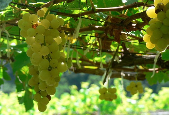 Chenin blanc grapes on the vine -- ain't they purty? - image credit