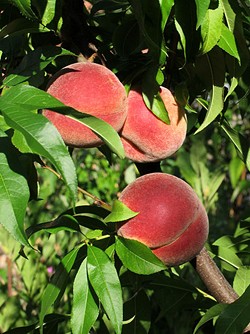 Pick a Peck of Peaches at Eckert's