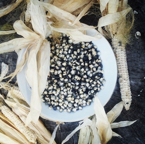 Black aztec corn at Dirty Girl Farms. | Instagram/Dirty Girl Farms