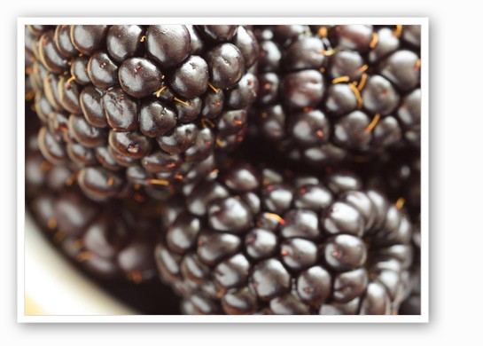 &nbsp;&nbsp;&nbsp;&nbsp;&nbsp;&nbsp;&nbsp;Blackberries are ripe at Eckert's. | Eckert's