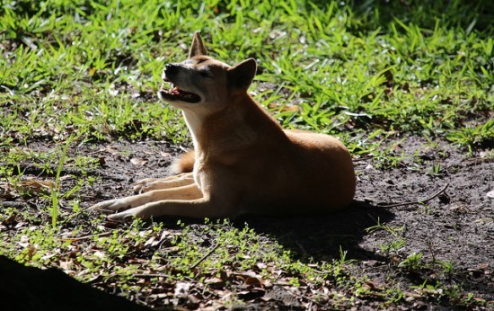 The New Guinea singing dog ain't got nuthin' on St. Louis bands. - CUATROK77 | FLICKR