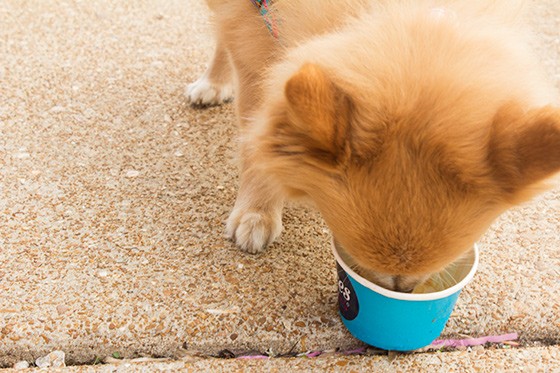 Ices Plain & Fancy Debuts Ices for Dogs and Fresh Strawberry Specials