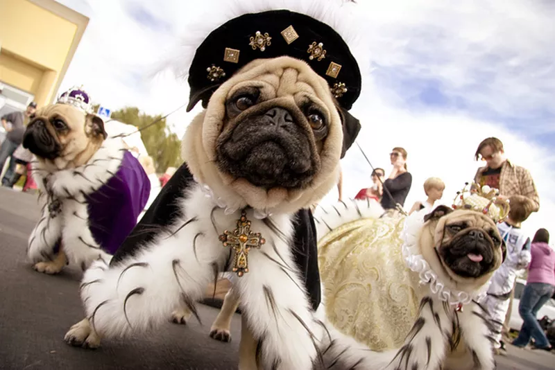 Family Halloween Costume Ideas That Include Your Dog! - Boogie the Pug