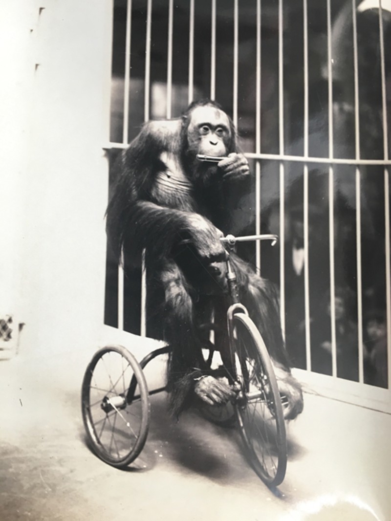 Vintage Photos of the Saint Louis Zoo Reveal How Much Has Changed (12)